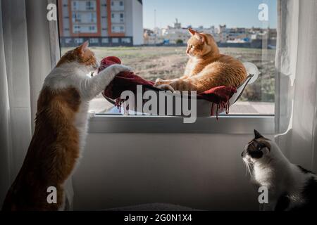 Zwei Hauskatzen interagieren auf einer Hängematte am Fenster Stockfoto