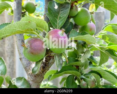 Ein Zweig mit kleinen halbreifen grünen und roten Äpfeln, die auf einem jungen Obstbaum im Hinterhof eines Dorfhauses wachsen. Stockfoto