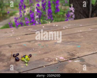 Nahaufnahme von Johannisbeeren-Zweig auf einem rustikalen Holztisch mit violetten Delphinium consolida (Consolida regalis) Blüten auf dem Hintergrund, die im Freien blühen. Stockfoto