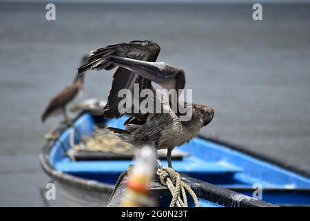 Ein Porträt eines braunen Pelikans auf einem Fischerboot in Orange Valley, Trinidad. Stockfoto