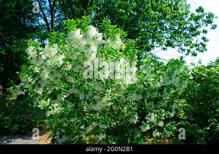 Blühender Fransenbaum (Chionanthus virginicus), der seine weißen aromatischen Spätfrühlingsblüten zeigt Stockfoto