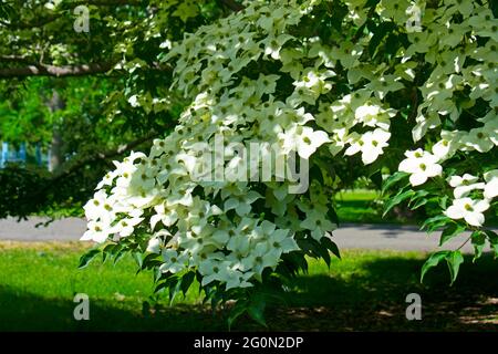 Weißer Dogwood-Baum (Cornus) blüht an einem sonnigen Tag im späten Frühjahr in den Rutgers Gardens Stockfoto