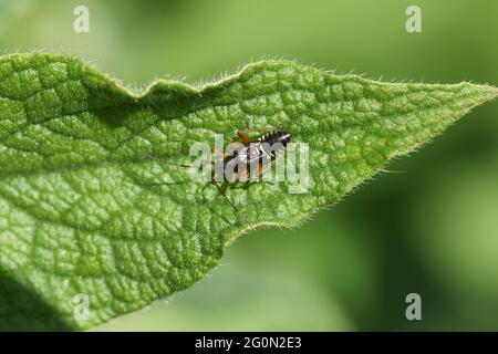 Eine feine gestreifte Bugkin-Nymphe, Miris striatus, auf einem Comfrey-Blatt. Stockfoto