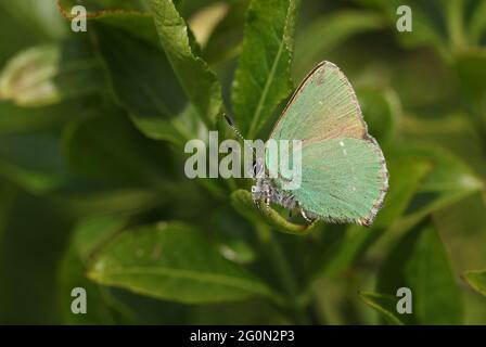 Callophrys rubi, ein wunderschöner grüner Hairstreak-Schmetterling, thront auf einem Blatt. Stockfoto