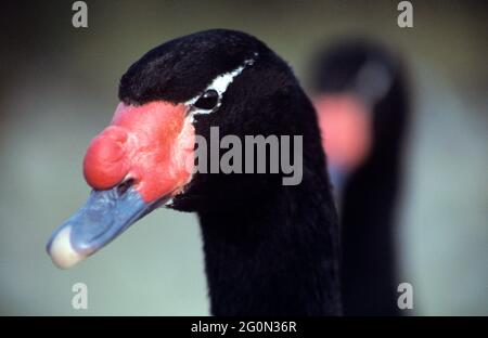 Schwanenportrait mit schwarzem Hals Stockfoto