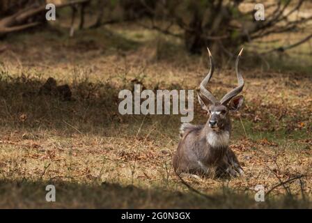 Mountain Nyala - Tragelaphus buxtoni, schöne große Antilope endemisch in Bale Berge, Äthiopien. Stockfoto