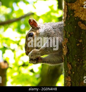 Nahaufnahme eines Eichhörnchens, das isst Stockfoto