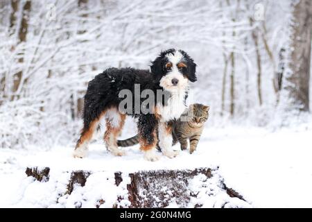 Dreifarbige Mini-Bernedoodle- und Tabby-Katze, die auf einem Stumpf im Schnee steht und die Kamera anschaut Stockfoto