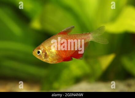 Schwarm von Orange Red Flame Tetra Hyphessobrycon flammeus Rio tetra tropischer Aquarienfische Stockfoto