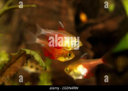 Schwarm von Orange Red Flame Tetra Hyphessobrycon flammeus Rio tetra tropischer Aquarienfische Stockfoto