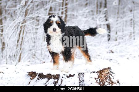 Dreifarbiger Mini-Bernedoodle, der auf einem Stumpf in der Kamera mit Blick auf den Schnee steht Stockfoto