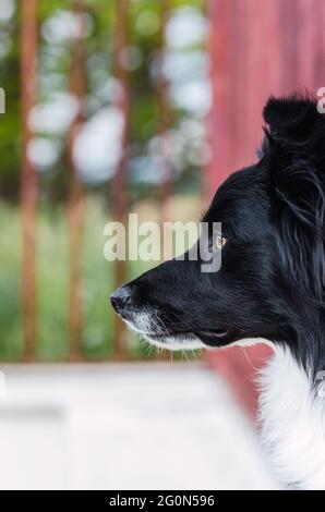 Porträt eines Border Collie Hundes im Profil mit einem verbarbten Hintergrund. Adoptionskonzept Stockfoto