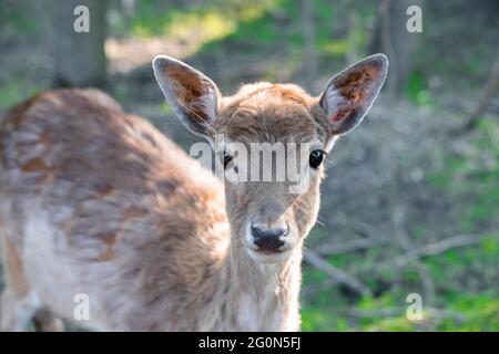 Kleine gefleckte Hirsche im Wald aus der Nähe Stockfoto