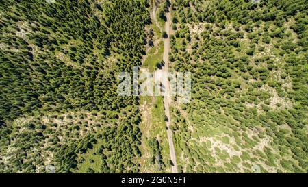 Blick hinunter auf eine lange Straße durch den Wald Stockfoto