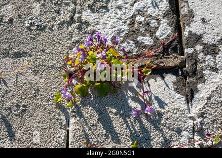 Ivy-blättriger Toadflachs wächst auf und in einer Steinmauer bei strahlendem Sonnenschein Stockfoto