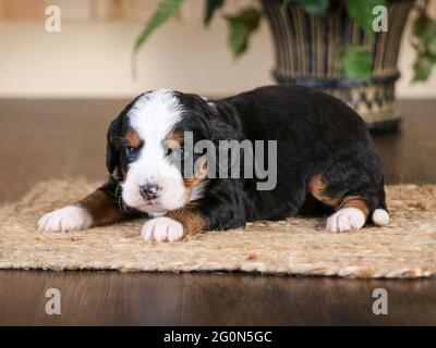 3 Wochen alter F1 Mini Bernedoodle Welpe liegt vor der Kamera Stockfoto