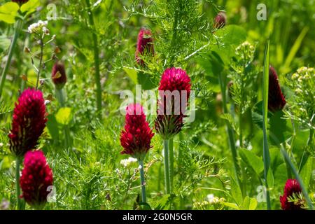 Karmesinklee, der in einem Feldrand einer Farm in Bruisyard Suffolk, Großbritannien, wächst Stockfoto
