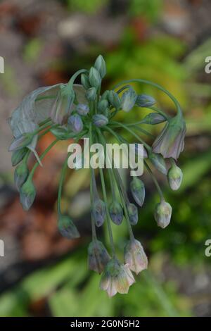 Cambridge UK, Flower Tiara, Flower Crown , Sizilianischer Honig Knoblauch Stockfoto