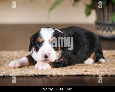 3 Wochen alter F1 Mini Bernedoodle Welpe liegt vor der Kamera Stockfoto