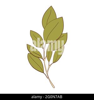 Ökologie Blatt Konzept. Isoliert auf weißem Hintergrund. Vektorgrafik botanische Illustration. Handgezeichnete, florale Doodle-Elemente. Frühling und Sommer Blumen und Pflanzen Vektor in Linie Kunst skizzieren Stil. Stock Vektor