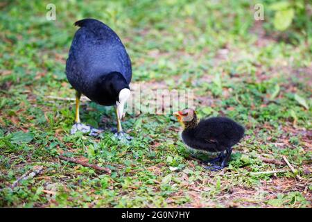 Ein Coot mit einem Küken in einem Park, Ziegeleipark Heilbronn, Deutschland, Europa. Stockfoto