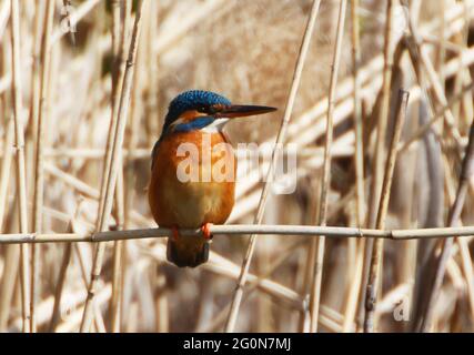 Ein gewöhnlicher Kingfischer (alcedo atthis) im Reed, Heilbronn, Deutschland Stockfoto