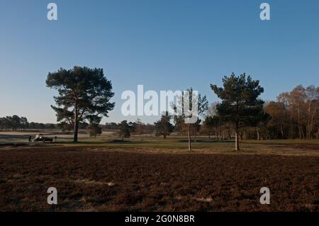 Blick über die Heidezone zum 1st Green auf dem New Course auf einem frostigen Morgen des Walton Heath Golf Club, Walton-on-the-Hill, Surrey, England. Stockfoto