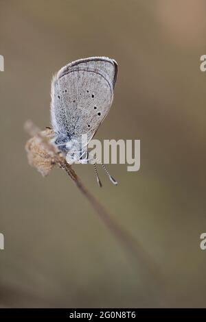 Mazarinblau (Cyaniris semiargus) Stockfoto