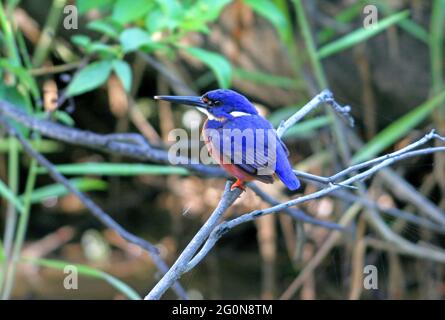 Azure Kingfisher (Ceyx azureus azureus) auf einem toten Zweig im Südosten von Queensland, Australien November Stockfoto