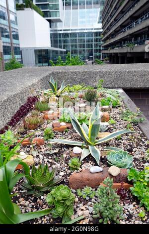 Sukkulenten Sukkulenten- und Agavenpflanzen wachsen in einem städtischen Garten, der auf dem Barbican Estate in der City of London England UK KATH mit Holzpflanzen ausgestattet ist Stockfoto