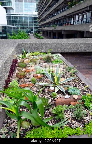 Sukkulenten Sukkulenten Pflanzen wachsen in einem Stadtgarten Hochgesteckten Holzbeet Pflanzer auf dem Barbican Estate in der City of London England UK KATHY DEWITT Stockfoto