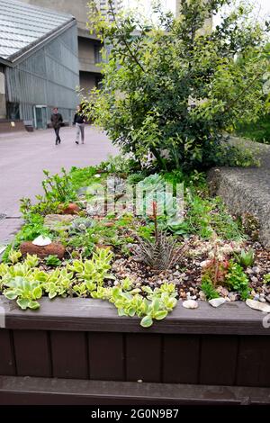 Sukkulenten Sukkulenten Pflanzen wachsen in einem Stadtgarten Hochgesteckten Holzbeet Pflanzer auf dem Barbican Estate in der City of London England UK KATHY DEWITT Stockfoto