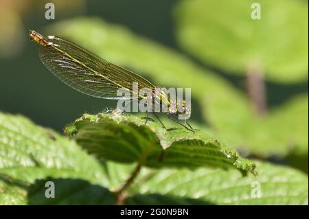 Gebänderte Demoiselle Damselfly (weiblich), die im Sommer auf dem Blatt einer Bramble ruht. Buckinghamshire, England, Großbritannien. Stockfoto