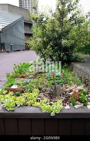 Sukkulenten Sukkulenten Pflanzen wachsen in einem Stadtgarten Hochgesteckten Holzbeet Pflanzer auf dem Barbican Estate in der City of London England UK KATHY DEWITT Stockfoto