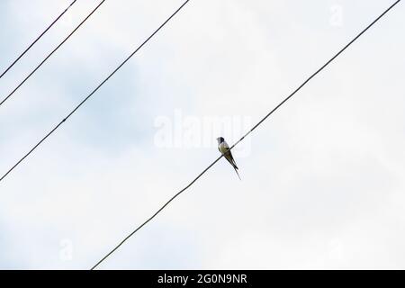 Einsame Schwalbe sitzt auf den Drähten vor dem Hintergrund eines bewölkten hellen Himmels. Stockfoto
