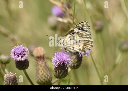 Marmorierte weiße Schmetterlinge, die sich von den Blüten einer schleichenden Distel ernähren. Hertfordshire, England, Großbritannien. Stockfoto