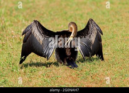 Australasian Darter (Anhinga novaehollandiae novaehollandiae), der sich beim Sonnenbaden auf Gras im Südosten von Queensland, Australien, ausbrütet Januar Stockfoto