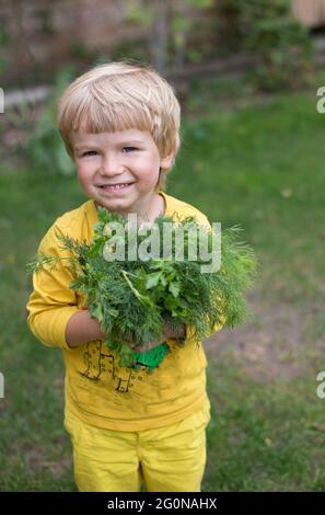 Niedliches lächelndes Kleinkind mit einem großen frischen grünen Bouquet aus Petersilie und Dill in den Händen, gesammelt im Garten. Gesundes Vitamin Bio-Gemüse Stockfoto