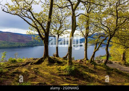 Am späten Nachmittag sonnenbeschienenen Bäumen im Surprise View mit Blick auf Derwent Water, Lake District, England Stockfoto