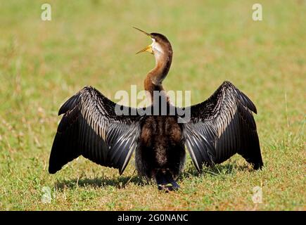 Australasian Darter (Anhinga novaehollandiae novaehollandiae) gähnt während der Sonne auf Gras im Südosten von Queensland, Australien Januar Stockfoto