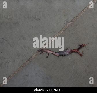 Enthauptete Taubenfuss auf dem Boden Stockfoto