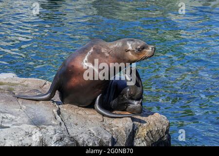 Steller Seelöwe / Nördlicher Seelöwe / Steller's Seelöwe (Eumetopias jubatus) Weibchen auf Felsen kratzender Kopf mit Hinterhand-Flipper Stockfoto