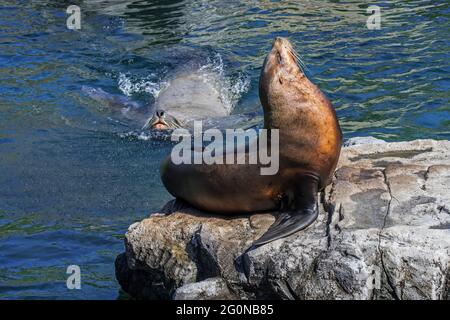 Steller Seelöwe / Nördliche Seelöwen / Steller's Seelöwe (Eumetopias jubatus) Weibchen sonnen sich auf Felsen und nähern sich Bullen / Männchen schwimmen vorbei Stockfoto