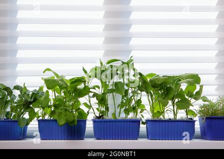 Setzlinge von Gemüse und Blumen in Tabletts auf der Fensterbank. Frühjahrskultur im Innenbereich. Stockfoto