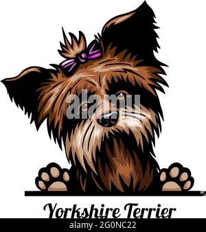 Yorkshire Terrier - Farbe Peeking Dogs - Rasse Gesicht Kopf isoliert auf weiß - Vektor Stock Stock Vektor