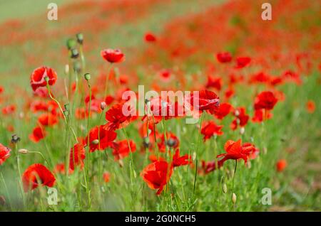 Schönes Feld von roten Mohnblumen. Blumen rote Mohnblumen blühen auf wilder Wiese. Opiummohn. Natürliche Drogen. Lebhafter Mohn. Scharlachrote Mohnblüte auf Fleece-Stielen Stockfoto