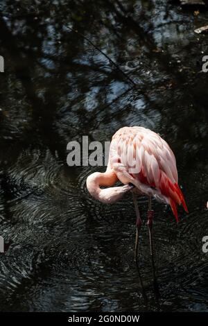 Hübsch in rosa Flamingo. Stockfoto