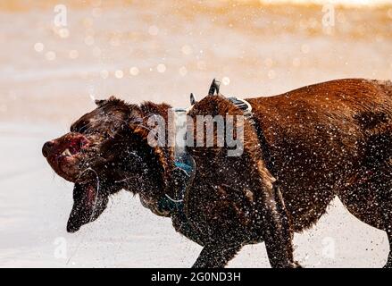 Chocolate labrador schüttelt das Meerwasser aus dem Körper, nachdem er in den Ozean gelaufen ist. Stockfoto