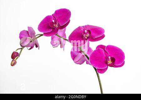 Lila Orchideenblüten, Orchidaceae, Phalaenopsis oder falah oder Schmetterlingsorchideen, isoliert auf weißem Hintergrund. Speicherplatz kopieren. Stockfoto