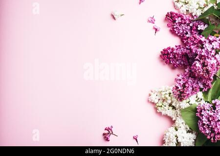 Lila und weiße Flieder auf einem rosa Hintergrund. Stockfoto